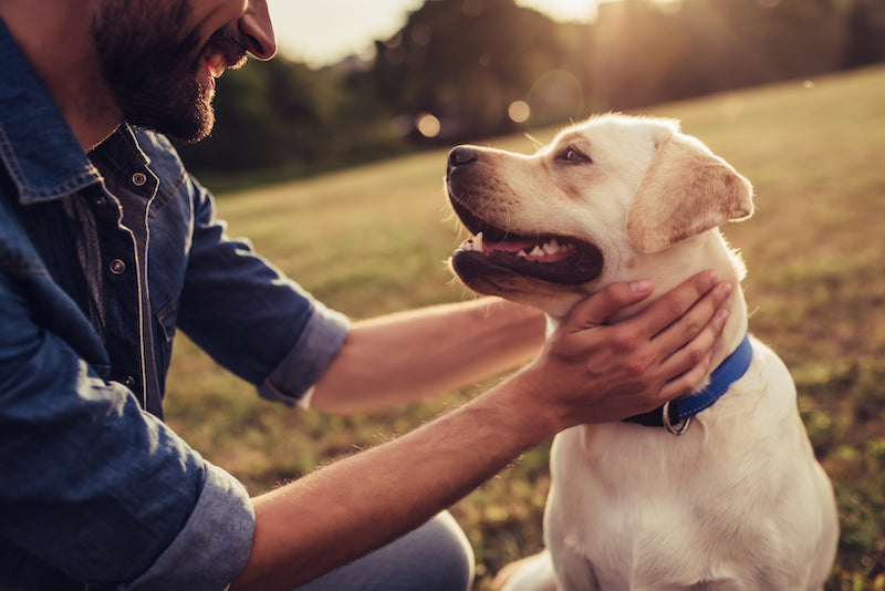 Veganes Hundefutter - warum es deinem Hund guttut